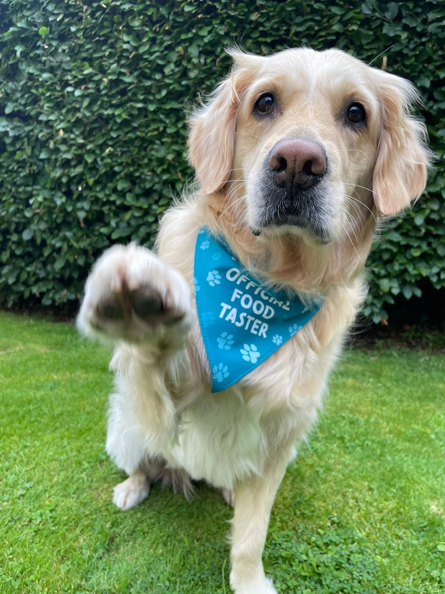 "Official Food Taster" Bandana - Image 2